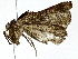  ( - BIOUG91394-H08)  @11 [ ] CreativeCommons - Attribution (2022) CBG Photography Group Centre for Biodiversity Genomics