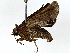  ( - BIOUG91395-E06)  @11 [ ] CreativeCommons - Attribution (2022) CBG Photography Group Centre for Biodiversity Genomics
