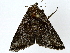  ( - BIOUG91395-E10)  @11 [ ] CreativeCommons - Attribution (2022) CBG Photography Group Centre for Biodiversity Genomics