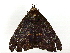  ( - BIOUG91395-G02)  @11 [ ] CreativeCommons - Attribution (2022) CBG Photography Group Centre for Biodiversity Genomics