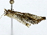  ( - BIOUG91395-G11)  @11 [ ] CreativeCommons - Attribution (2022) CBG Photography Group Centre for Biodiversity Genomics