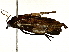  ( - BIOUG91395-H01)  @11 [ ] CreativeCommons - Attribution (2022) CBG Photography Group Centre for Biodiversity Genomics
