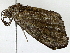  ( - BIOUG91395-H06)  @11 [ ] CreativeCommons - Attribution (2022) CBG Photography Group Centre for Biodiversity Genomics