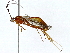  ( - BIOUG91396-C11)  @11 [ ] CreativeCommons - Attribution (2022) CBG Photography Group Centre for Biodiversity Genomics
