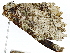  ( - BIOUG91397-C07)  @11 [ ] CreativeCommons - Attribution (2022) CBG Photography Group Centre for Biodiversity Genomics