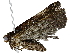  ( - BIOUG91397-D07)  @11 [ ] CreativeCommons - Attribution (2022) CBG Photography Group Centre for Biodiversity Genomics