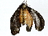  ( - BIOUG91397-E11)  @11 [ ] CreativeCommons - Attribution (2022) CBG Photography Group Centre for Biodiversity Genomics