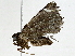  ( - BIOUG91397-G03)  @11 [ ] CreativeCommons - Attribution (2022) CBG Photography Group Centre for Biodiversity Genomics