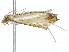  ( - BIOUG91398-F04)  @11 [ ] CreativeCommons - Attribution (2022) CBG Photography Group Centre for Biodiversity Genomics