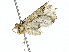  ( - BIOUG91398-F05)  @11 [ ] CreativeCommons - Attribution (2022) CBG Photography Group Centre for Biodiversity Genomics