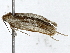  (Antaeotricha malaise1569 - BIOUG91398-F12)  @11 [ ] CreativeCommons - Attribution (2022) CBG Photography Group Centre for Biodiversity Genomics