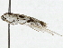  ( - BIOUG91398-G02)  @11 [ ] CreativeCommons - Attribution (2022) CBG Photography Group Centre for Biodiversity Genomics