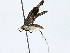  ( - BIOUG91400-A07)  @11 [ ] CreativeCommons - Attribution (2022) CBG Photography Group Centre for Biodiversity Genomics
