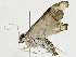  ( - BIOUG91400-C01)  @11 [ ] CreativeCommons - Attribution (2022) CBG Photography Group Centre for Biodiversity Genomics