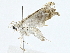  (Neurophyseta Malaise4805 - BIOUG91400-C07)  @11 [ ] CreativeCommons - Attribution (2022) CBG Photography Group Centre for Biodiversity Genomics