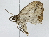  ( - BIOUG91400-E12)  @11 [ ] CreativeCommons - Attribution (2022) CBG Photography Group Centre for Biodiversity Genomics