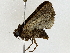  ( - BIOUG91400-F01)  @11 [ ] CreativeCommons - Attribution (2022) CBG Photography Group Centre for Biodiversity Genomics
