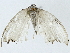  ( - BIOUG91405-C11)  @11 [ ] CreativeCommons - Attribution (2022) CBG Photography Group Centre for Biodiversity Genomics