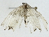  ( - BIOUG91405-D02)  @11 [ ] CreativeCommons - Attribution (2022) CBG Photography Group Centre for Biodiversity Genomics
