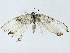  ( - BIOUG91405-D11)  @11 [ ] CreativeCommons - Attribution (2022) CBG Photography Group Centre for Biodiversity Genomics