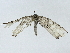  ( - BIOUG91405-D12)  @11 [ ] CreativeCommons - Attribution (2022) CBG Photography Group Centre for Biodiversity Genomics