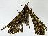  ( - BIOUG91405-H10)  @11 [ ] CreativeCommons - Attribution (2022) CBG Photography Group Centre for Biodiversity Genomics
