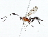  ( - BIOUG91406-E03)  @11 [ ] CreativeCommons - Attribution (2022) CBG Photography Group Centre for Biodiversity Genomics