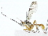  (Diradops Malaise4778 - BIOUG91406-F11)  @11 [ ] CreativeCommons - Attribution (2022) CBG Photography Group Centre for Biodiversity Genomics