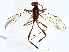  (Zele Malaise7220 - BIOUG91407-E01)  @11 [ ] CreativeCommons - Attribution (2022) CBG Photography Group Centre for Biodiversity Genomics