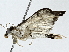  ( - BIOUG91408-F11)  @11 [ ] CreativeCommons - Attribution (2022) CBG Photography Group Centre for Biodiversity Genomics