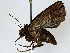  ( - BIOUG91424-B12)  @11 [ ] CreativeCommons - Attribution (2022) CBG Photography Group Centre for Biodiversity Genomics