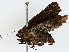  ( - BIOUG91424-C04)  @11 [ ] CreativeCommons - Attribution (2022) CBG Photography Group Centre for Biodiversity Genomics