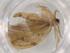  (Antaeotricha Malaise5835 - BIOUG92056-G06)  @11 [ ] CreativeCommons - Attribution (2022) Centre for Biodiversity Genomics Centre for Biodiversity Genomics