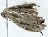  ( - BIOUG95278-F11)  @11 [ ] CreativeCommons - Attribution (2022) CBG Photography Group Centre for Biodiversity Genomics