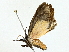  ( - BIOUG95278-H04)  @11 [ ] CreativeCommons - Attribution (2022) CBG Photography Group Centre for Biodiversity Genomics
