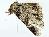  ( - BIOUG95278-H10)  @11 [ ] CreativeCommons - Attribution (2022) CBG Photography Group Centre for Biodiversity Genomics