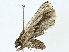  (Coeriana Malaise3931 - BIOUG95279-A11)  @11 [ ] CreativeCommons - Attribution (2022) CBG Photography Group Centre for Biodiversity Genomics