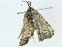  ( - BIOUG95279-E12)  @11 [ ] CreativeCommons - Attribution (2022) CBG Photography Group Centre for Biodiversity Genomics