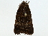  ( - BIOUG95279-G03)  @11 [ ] CreativeCommons - Attribution (2022) CBG Photography Group Centre for Biodiversity Genomics