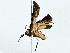  ( - BIOUG95279-G11)  @11 [ ] CreativeCommons - Attribution (2022) CBG Photography Group Centre for Biodiversity Genomics