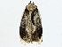  (Stenoma Malaise3053 - BIOUG95321-A03)  @11 [ ] CreativeCommons - Attribution (2022) CBG Photography Group Centre for Biodiversity Genomics