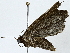  ( - BIOUG95321-A11)  @11 [ ] CreativeCommons - Attribution (2022) CBG Photography Group Centre for Biodiversity Genomics