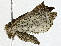  ( - BIOUG95321-B02)  @11 [ ] CreativeCommons - Attribution (2022) CBG Photography Group Centre for Biodiversity Genomics