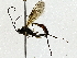  ( - BIOUG95322-D01)  @11 [ ] CreativeCommons - Attribution (2022) CBG Photography Group Centre for Biodiversity Genomics