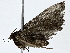  ( - BIOUG95322-E09)  @11 [ ] CreativeCommons - Attribution (2022) CBG Photography Group Centre for Biodiversity Genomics
