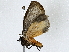  ( - BIOUG95322-G11)  @11 [ ] CreativeCommons - Attribution (2022) CBG Photography Group Centre for Biodiversity Genomics