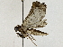  ( - BIOUG95322-H01)  @11 [ ] CreativeCommons - Attribution (2022) CBG Photography Group Centre for Biodiversity Genomics