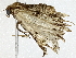  ( - BIOUG95322-H04)  @11 [ ] CreativeCommons - Attribution (2022) CBG Photography Group Centre for Biodiversity Genomics