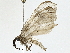  (Astyochia Malaise4670 - BIOUG95322-H05)  @11 [ ] CreativeCommons - Attribution (2022) CBG Photography Group Centre for Biodiversity Genomics