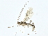  (Aleiodes malaise6135 - BIOUG95323-A12)  @11 [ ] CreativeCommons - Attribution (2022) CBG Photography Group Centre for Biodiversity Genomics